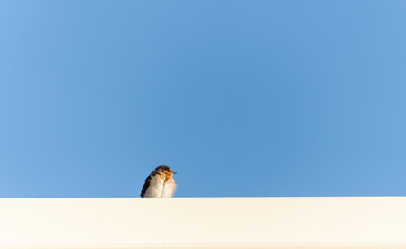 Welcome swallow perched on roof against blue sky copy space.の写真素材