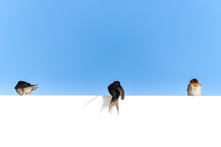 Welcome swallow perched on roof  in three different poses against blue sky copy space.の写真素材