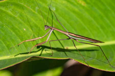 Large brown praying mantis on large green tropical leaf.