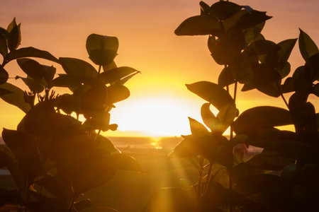 Sun rays from rising sun on horizon through near foliage in silhouette.の写真素材