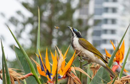 Blue-faced honey-eater in bird of paradise bush watching a bee fly closely by.の写真素材