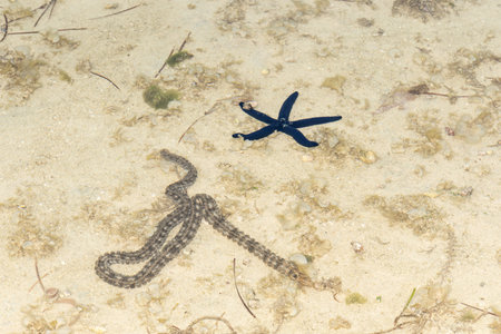 Long sea-worm and starfish in shallow water on Fiji Islands.の写真素材