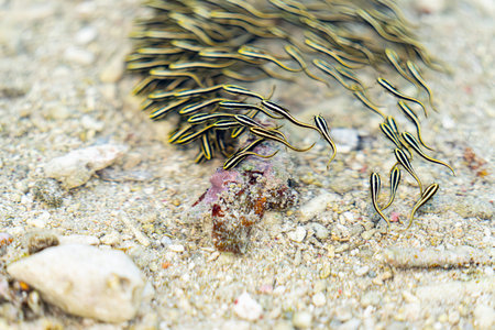 Juvenile ell catfish school near shore at Yanuca Island, Fiji.