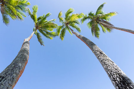 Tropical image four swaying palm trees against blue sky