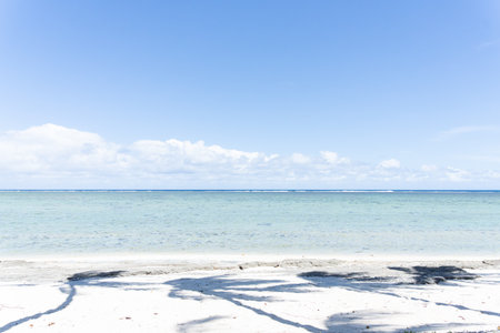 Tropical beach shadows palm tree on sand with seaの写真素材