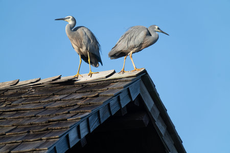 White faced heron couple perched on peak of roofing Fiji.の写真素材