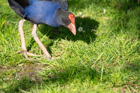 Pukeko or moorhen grazing in field at McLaren Falls Tauranga.の写真素材