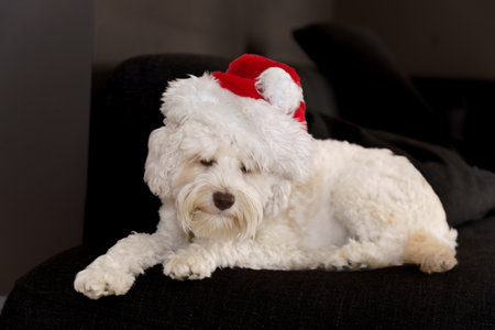 Small white dog in santa hat tired and looking drowsyの写真素材