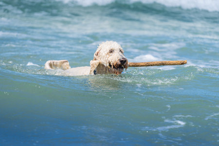 Dog retrieving stick in surf at Mount Maunganui.の写真素材
