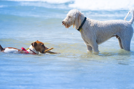 Two different size and breed dogs in surf playing with stickの写真素材