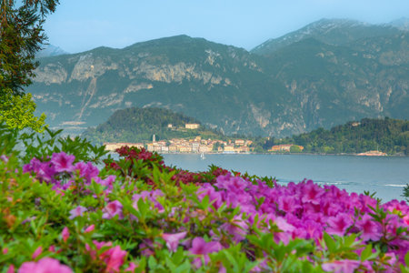 View across Lake Como  from purple flowers on one side to Menaggio on other side.の写真素材