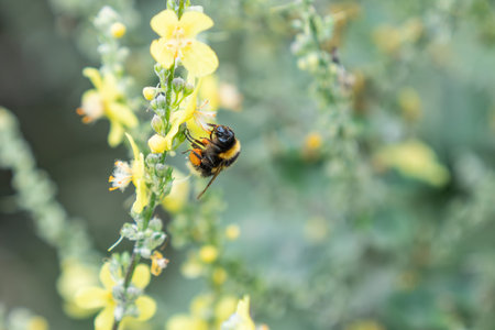 Bumble-bee landing to gather more pollen from yellow flower of mullein plant with full pollen sac in...