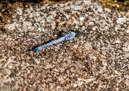 Eastern pond-hawk Blue dragonfly closeup in Florida.