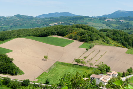 Wide landscape and patterned agricultural land with one tree in middle in Umbria Italyの写真素材