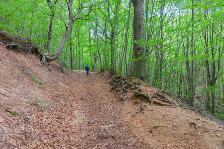 Monte Cucco Italy - May 18 2011; One lone woman tourist walking away while hiking through beech forest on Monte Cucco in Umbria Italy.のeditorial素材