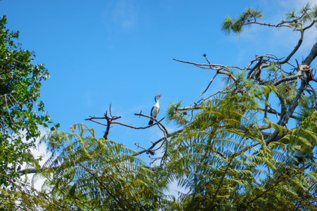 Pied shag high on branch above with beak open squawking at Yatton Park Tauranga.