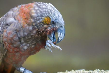 Kaka parrot foot raised holding food eating with food in claw