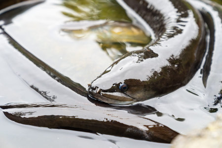 New Zealand Long fin eel gathering in stream writhing and slimy.