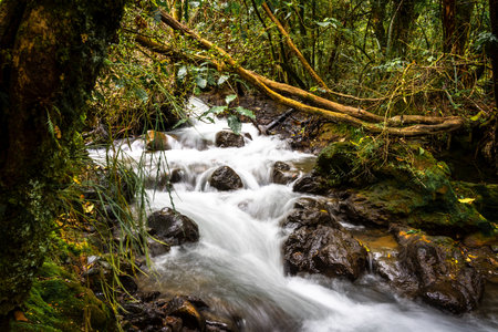 Steam flowing through wilderness area of ketetahi Track in Tongariro Alpine National Park.の写真素材