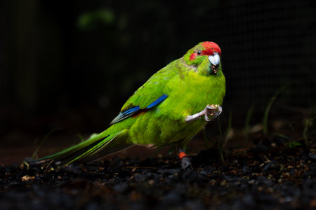 Red-crowned kakariki with leg ring on dark background holding seed in foot.の写真素材