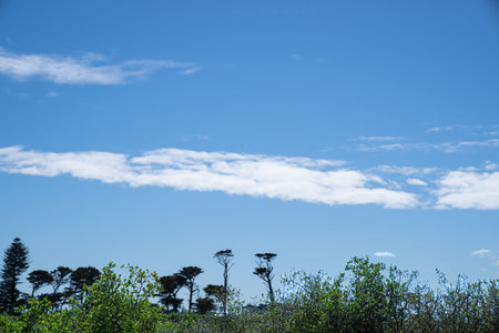 Landscape with distant trees shaped and formed by South Taranaki winds