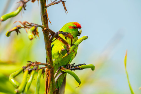 Red-crowned parakeet holding seedpod in claw while feeding on flax seed on Kapiti island.New...