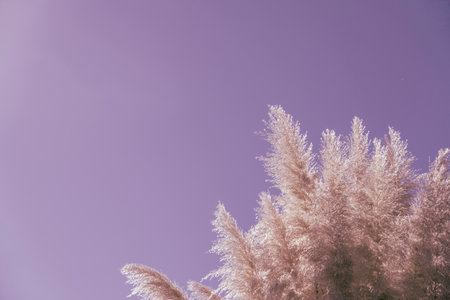 Lilac tones pampas against clear sky in nature backgroundの写真素材