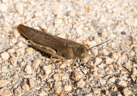 Egyptian grasshopper on stony ground in Croatia.の写真素材