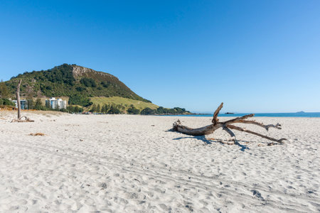 Driftwood on sandy Mount Maunganui main-beach with famous landmark background at Tauranga New Zealand.の写真素材