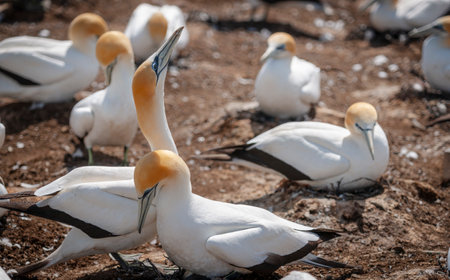 Gannet nesting and in courtship in colony at Cape Kidnappers New Zealand.の写真素材