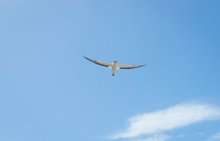 Gannet flying towards against blue sky at Cape Kidnappers, New zealand.の写真素材