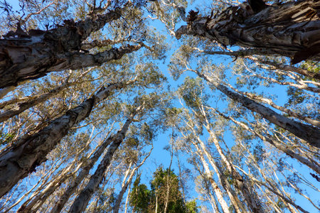 Converging eucalyptus trees reaching to blue sunny sky above.の写真素材