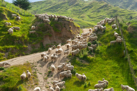 Flock of sheep on dusty farm track through green fields.