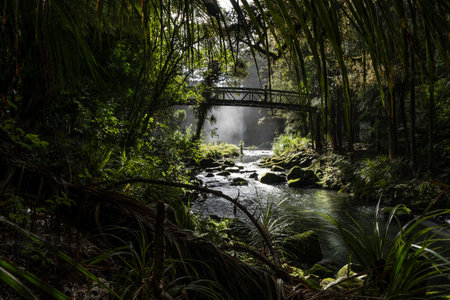 Misty dark dense bush lining Hatea River and Whangarei Falls..の写真素材