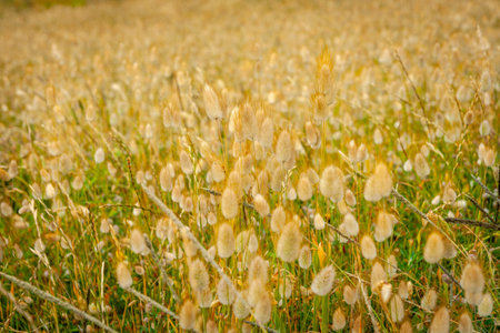 Full frame field of golden hare's grass in flower
