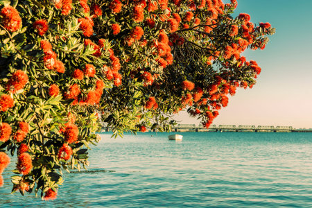 New Zealand bright red pohutukawa in bloom hanging over TAuranga Harbour waters edge. in faded retro...