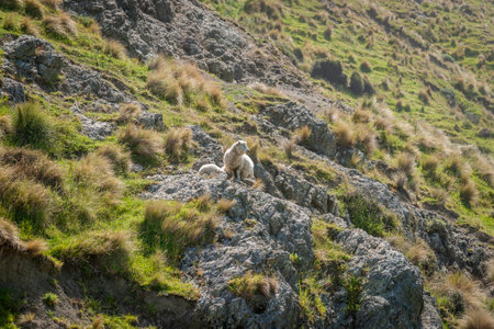 Sheep on rock hillside on New Zealand farm.の写真素材