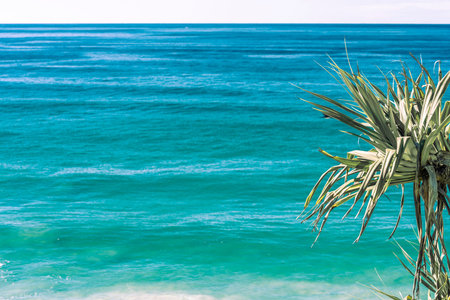 Pandanus tree in sea and sky outlook at Point Danger on Gold Coast Queensland.