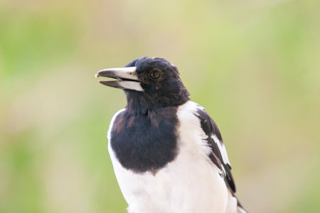 Butcher bird  beak slightly open on green bokeh background.の写真素材