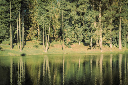 Forest trees reflected in calm lake at McLaren Falls Park Tauranga.