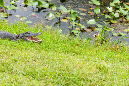 American alligator with mouth open in vegetation on edge of swamp in Florida.の写真素材