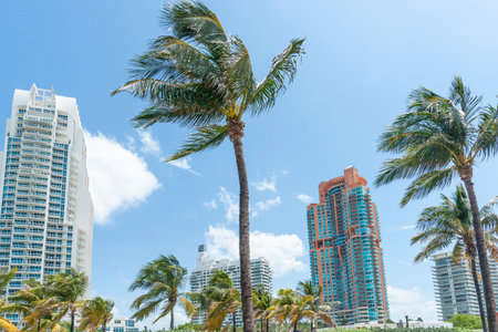 Palm trees blowing in breeze worth high-rise hotels and apartment buildings in Miami.の写真素材