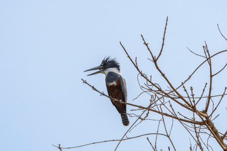 Ringed Kingfisher with crest raised high in tree in the Pantanal Brazil.の写真素材
