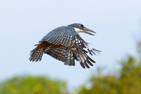 A ringed kingfisher in flight with beak open and wings down.の写真素材