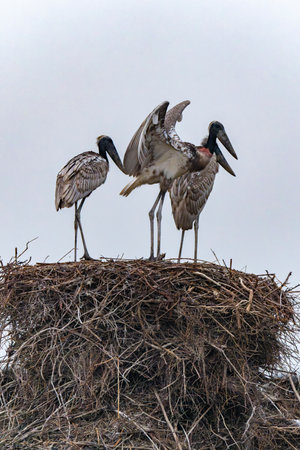 Juvenile jabiru stork standing on nest in morning light in the Pantanal Brazil.の写真素材
