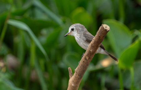 Female white-headed marsh tyrant in the Pantanal Brazil.