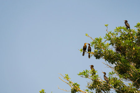Flack of cormorant roosting in tree over river in the Pantanal Brazil.の写真素材