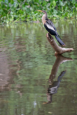 Anhinga or darter on stump in river showing intricately patterned wing in the Pantanal Brazil.