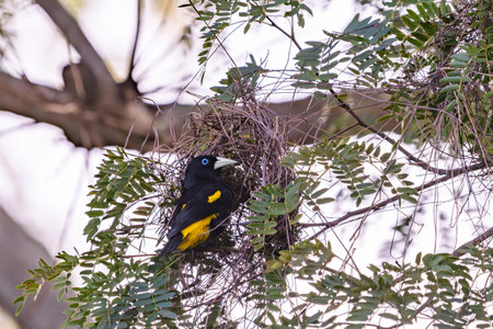 Crested oropendola arriving at it's nesting site in the Pantanal Brazil.の写真素材