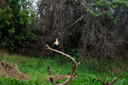 Anhinga or American darter immature bird on dead branch in the Pantanal Brazil.